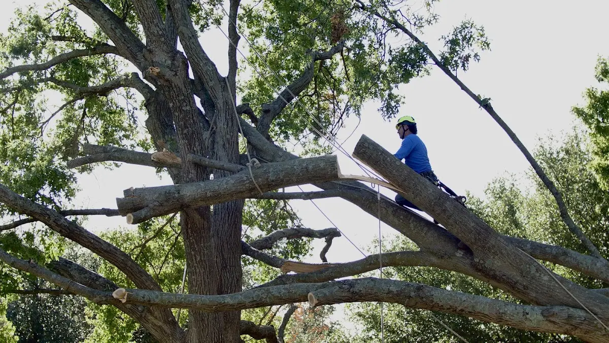 Professional Crown Thinning performed by certified arborists in Saluda